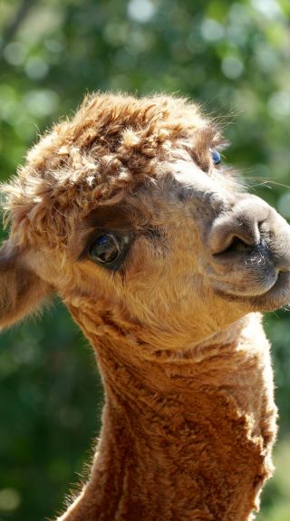 Nature's Echo Farm, Farm Tour with Animals - Credit: Mark Relf