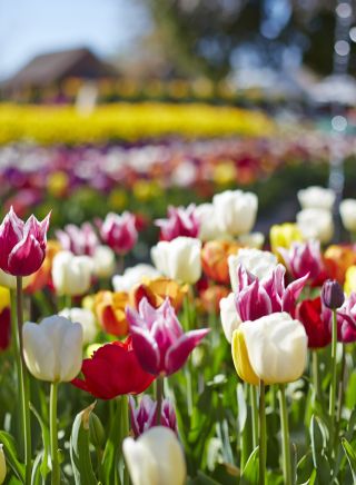 Tulip Time, Bowral