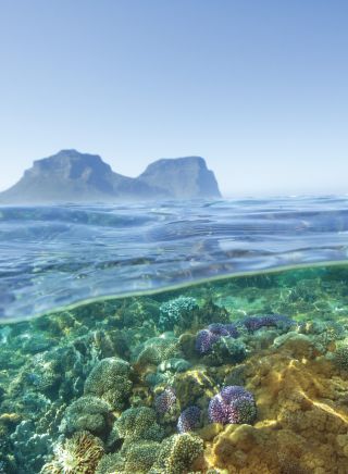 Snorkelling at Lord Howe Island