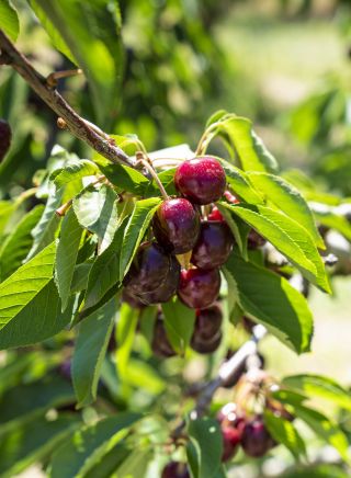 Cherries in the Allambie Orchard, Wombat - Young Area