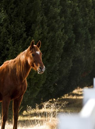 Horse on a property in Wollombi in Hunter Valley, Hunter region 