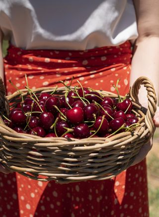 Woman holding freshly picked cherries at Valley Fresh Cherries & Stonefruits in Young, Country NSW