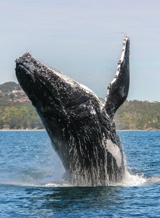 Humpback Whale breaching off Point Plomer, Port Macquarie