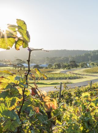 Coolangatta Estate, Shoalhaven Heads - South Coast