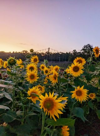 The Giving Farm, Central Coast