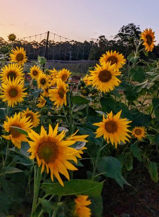 The Giving Farm, Central Coast