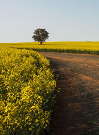 Canola Trail, Temora