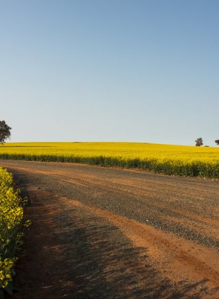 Canola Trail, Temora