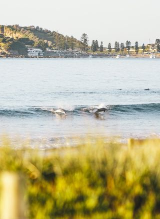 Dolphins catching a wave, Terrigal, Central Coast - Credit: David Ross | Central Coast Tourism