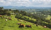 Cows grazing in Byron Bay's hinterland