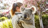 Friendly koala at Symbio Wildlife Park, Helensburgh in the Illawarra region , South Coast