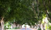 Fig Trees in Grafton, Clarence Valley, North Coast