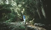 Man enjoying a walk along the Minyon Falls walking track in Nightcap National Park, Whian Whian