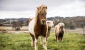 Farm animals at Rowlee Wines, Nashdale, in the Orange wine region