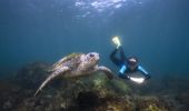 Woman freediving with a local sea turtle in waters off Cook Island, Fingal Head