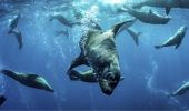 Diving with seals with Dive Jervis Bay, South Coast - Credit: Jordan Robins