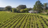 Aerial view of the vineyards at Spicers Vineyard Estate, Hunter Valley 