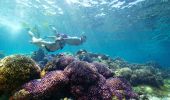 Snorkelling off Lord Howe Island