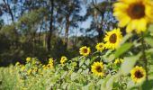 Sunflowers growing at the Bloom Barn Farm, Peats Ridge