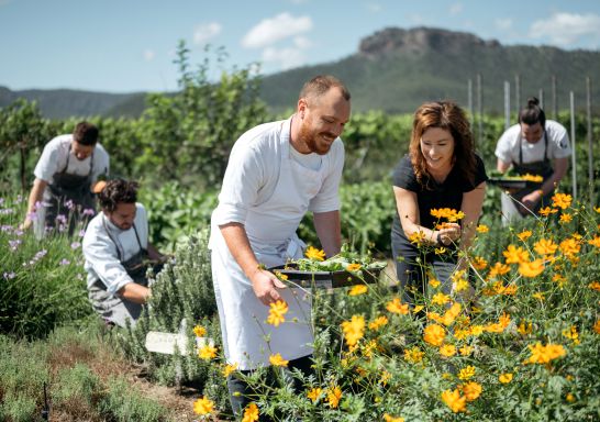 Chefs harvest produce from the garden, Margan Wines & Restaurant