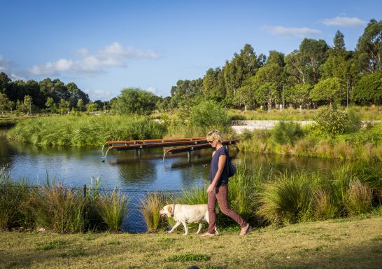 Woman walking her dog by the picturesque wetlands located in the award-winning Sydney Park in St Peters - Moore Park - Sydney East