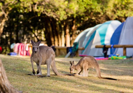 Cave Beach campground at Booderee National Park in  Jervis Bay, South Coast