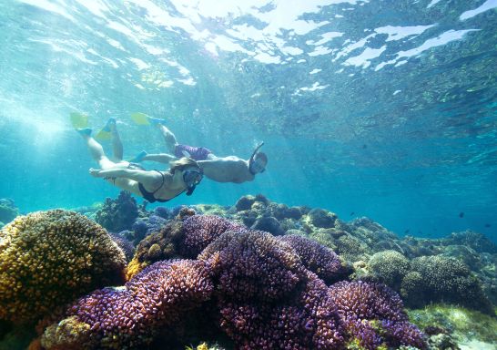 Snorkelling off Lord Howe Island